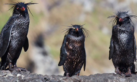 rockhopper-penguins-007