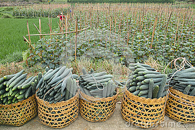 cucumber-field-scenery-39585853